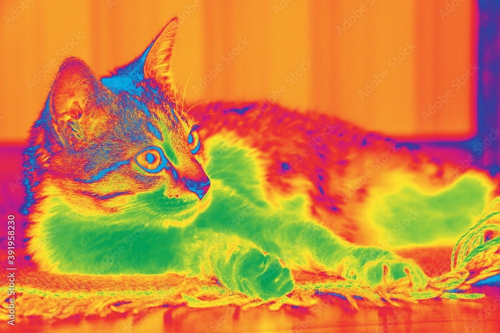 Visión termografíca gato Termografía gato